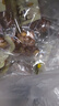 黄飞红（HUANGFEIHONG）裹衣五香烘烤花生103g*6袋（618g） 实拍图