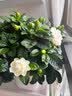 花翁栀子花盆栽四季开花卉大全树苗室内绿植好养易活茉莉花源头直发 实拍图