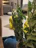 海蒂的花园旗舰店月季花卉盆栽小苗灌木蔷薇阳台观赏南北方四季可种原盆原土 果汁阳台15cm盆 含盆 实拍图
