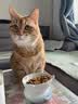 伟嘉成猫猫粮1.3kg牛肉味布偶蓝猫橘猫加菲英短猫咪夹心粮全价粮 实拍图