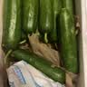 山东荷兰水果黄瓜青瓜无刺小黄瓜生吃水果蔬菜减脂轻食源头直发 净重 4.5斤 实拍图