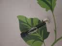 【大牌平替】香水小样高级持久留香邂逅蔚蓝真我小众试香2ml 真我（2ml) 实拍图