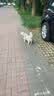 宝路狗粮老年犬狗粮 牛肉味1.8kg全犬种通用老年犬狗粮全价粮  实拍图
