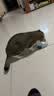 鲜朗主食猫条磷虾三文鱼油营养全价成猫幼猫湿粮无添加非零食补水湿粮 混合口味【12g/支】 96支【畅享装】 实拍图