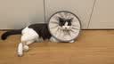 猫八万伊丽莎白圈绝育护理项圈猫咪狗狗美容脖圈防舔咬头套脖圈 灰M 实拍图