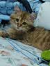 京东京造肠胃处方猫粮肠道全价猫粮猫胃肠道猫粮成幼处方猫粮1.5kg 实拍图