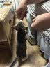 领先成猫尝鲜礼包主食级烘焙猫粮猫条餐盒汤包（新老款随机发货） 实拍图