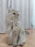 麦富迪猫粮 超肉粒冻干双拼成猫粮美毛护肠胃 三文鱼2kg 实拍图