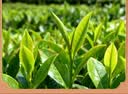 第一江南2026新茶绿茶龙井特级250g明前茶叶礼盒装杭州龙井高端礼品送长辈 实拍图