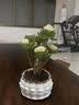 花翁室内客厅多肉绿植物花卉盆栽玉锦金钱木老桩（白莲花盆）源头直发 实拍图