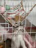 喵先生猫笼可折叠猫笼子带厕所一体大号双层猫别墅猫舍猫窝家用猫咪笼子 加固加密丨白色700双层丨适合1只成猫/2只幼猫 【赠】豪华款套餐礼包 可折叠款丨加密加固丨双层大空间 实拍图