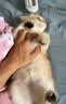 诚实一口P32全价猫粮成猫幼猫室内外低敏轻松蛋白易消化守护肠胃营养1.5kg 实拍图