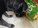 京东京造狗粮老年犬中大型高鲜肉鲜蒸7岁+抗初老护关节易消化狗粮2kg 实拍图