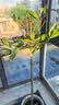 桂花树苗盆栽室内四季桂花卉植物金桂丹桂庭院大树浓香型绿植开花 【四季桂】粗2cm 高1.3-1.4米土球发货 实拍图