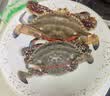 西红柿约550g 实拍图