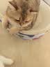 鲜朗主食猫条磷虾三文鱼油营养全价成猫幼猫湿粮无添加非零食补水湿粮 三文鱼味【12g/支】 48支【囤货装】 实拍图