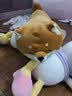 名创优品（MINISO）柴犬系列趴姿抱枕办公室卧室午睡枕客厅沙发靠枕生日礼物 实拍图