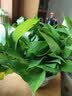 花行榜绿萝盆栽室内植物新房家用净化空气水培绿植花卉大叶吊兰源头直发 实拍图