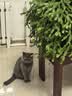迪尤克（DIYOUKE） 猫粮 幼猫猫粮成猫美短全价牛肉味猫粮10kg20斤 实拍图