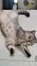 LEGENDSANDY蓝氏全价猫粮生骨肉冻干成猫幼猫猎鸟乳鸽9kg(1.5kg*6)【囤货装】 实拍图