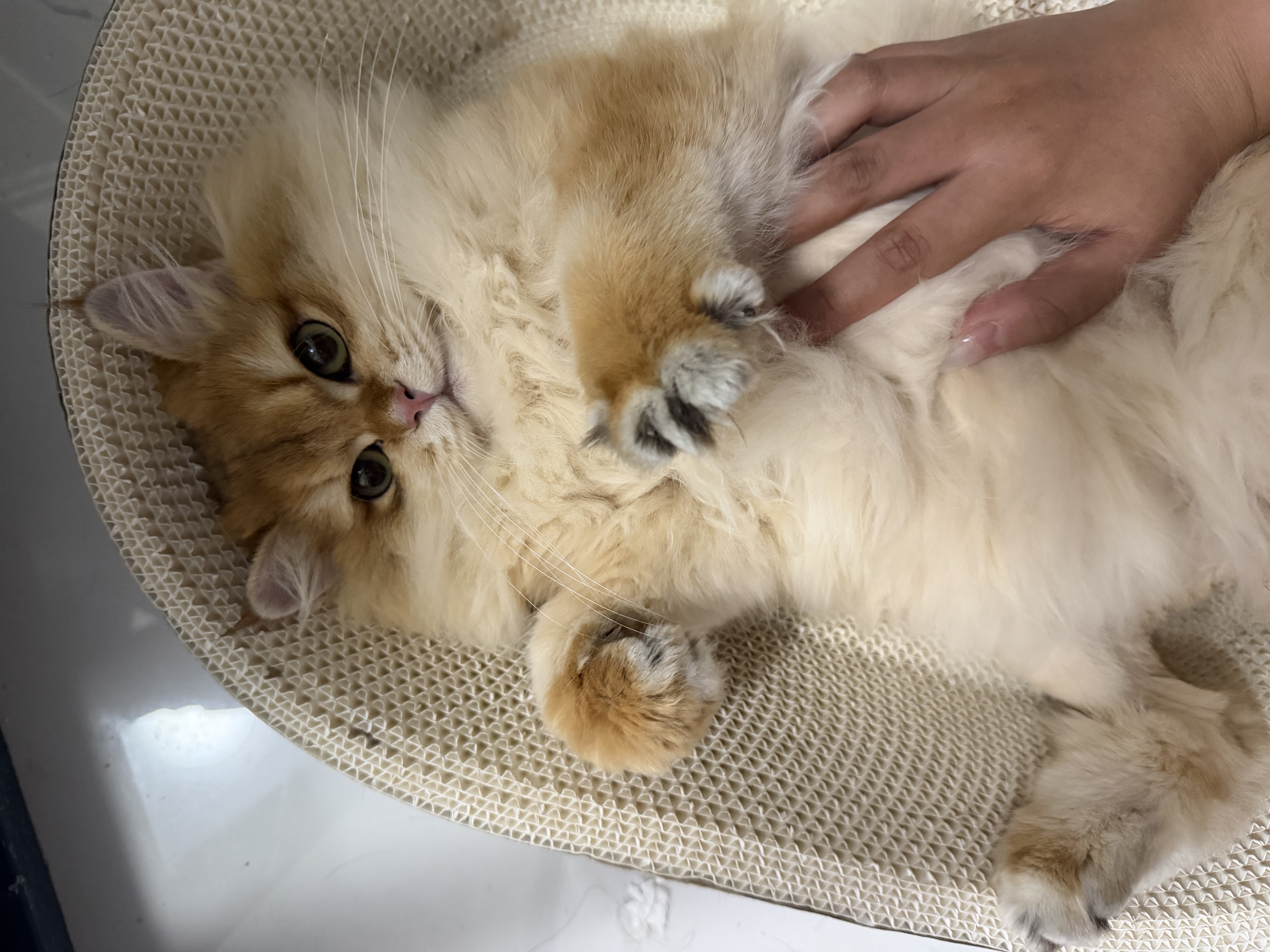 网易严选猫粮【推荐】全价猫粮 幼猫成猫主粮猫咪食品 一口9种肉 【多猫家庭】原野禽肉口味 10kg*1袋 实拍图