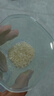 十月稻田 寒地之最 特等五常大米 绿色食品 10斤(溯源 原粮稻花香2号 5kg) 实拍图