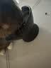 冠能猫粮室内成猫猫粮2.5kg 全价猫粮 添加膳食纤维 控制毛球 实拍图