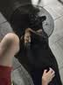 皇家狗粮 成犬狗粮 犬粮 宠物大型犬 GR26全价犬粮≥15月15KG 实拍图