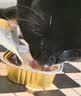网易严选全价猫用双拼护肠盾餐盒40g*6罐 猫零食罐头主食补水 实拍图
