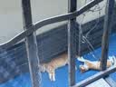 帕特 主食冻干猫粮猫零食全价生骨肉冻干混合装40g*3袋(兔+鸵鸟+火鸡) 实拍图