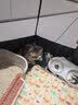 贵为（GiGwi）仿真发声小鸟逗猫玩具小猫咪幼猫自嗨解闷神器逗猫棒 实拍图
