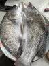 仙泉湖三去尖吻海鲈鱼1斤单条冷冻净膛金目鲈肉厚海鲜水产生鲜食材 实拍图