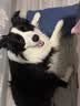 比乐三文鱼鱼油成幼犬全价狗粮15kg【囤货装】 实拍图