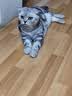 醇粹（Purich）FD猫粮全价冻干猫粮幼猫成猫纯粹猫粮英短美短布偶折耳鸡肉猫粮 鸡肉冻干猫粮1.2kg 实拍图