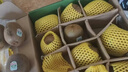 佳沛（zespri）新西兰阳光金奇异果6粒装88-103g猕猴桃水果中秋节礼品送水果礼盒 实拍图