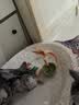 憨憨乐园猫薄荷玩具木天蓼羽毛逗猫棒猫玩具猫咪玩具小猫幼猫自嗨解闷磨牙 实拍图