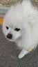 皇家狗粮 博美成犬狗粮 犬粮 宠物小型犬 PM26 全价犬粮 ≥8月 2KG 实拍图