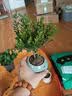 花行榜小叶赤楠老桩盆栽客厅桌面植物室内阳台四季好养绿植盆栽源头直发 实拍图