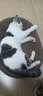 疯狂的主人猫抓板窝特大号猫玩具猫爪板猫抓盆不掉屑猫窝椭圆形瓦楞纸 实拍图