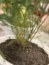 绿有意绿植盆栽多肉花卉盆栽植物室内桌面水培绿植办公室客厅植物懒人 聚财3盆】文竹+富贵竹+发财树 实拍图
