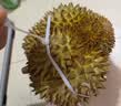 京鲜生【预售】进口金枕巴掌榴莲2个装净重4.5-5.5斤单果2-3斤源头直发 实拍图