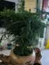 花行榜大文竹盆栽盆景植物室内客厅花卉办公室桌面绿植四季常青源头直发 实拍图