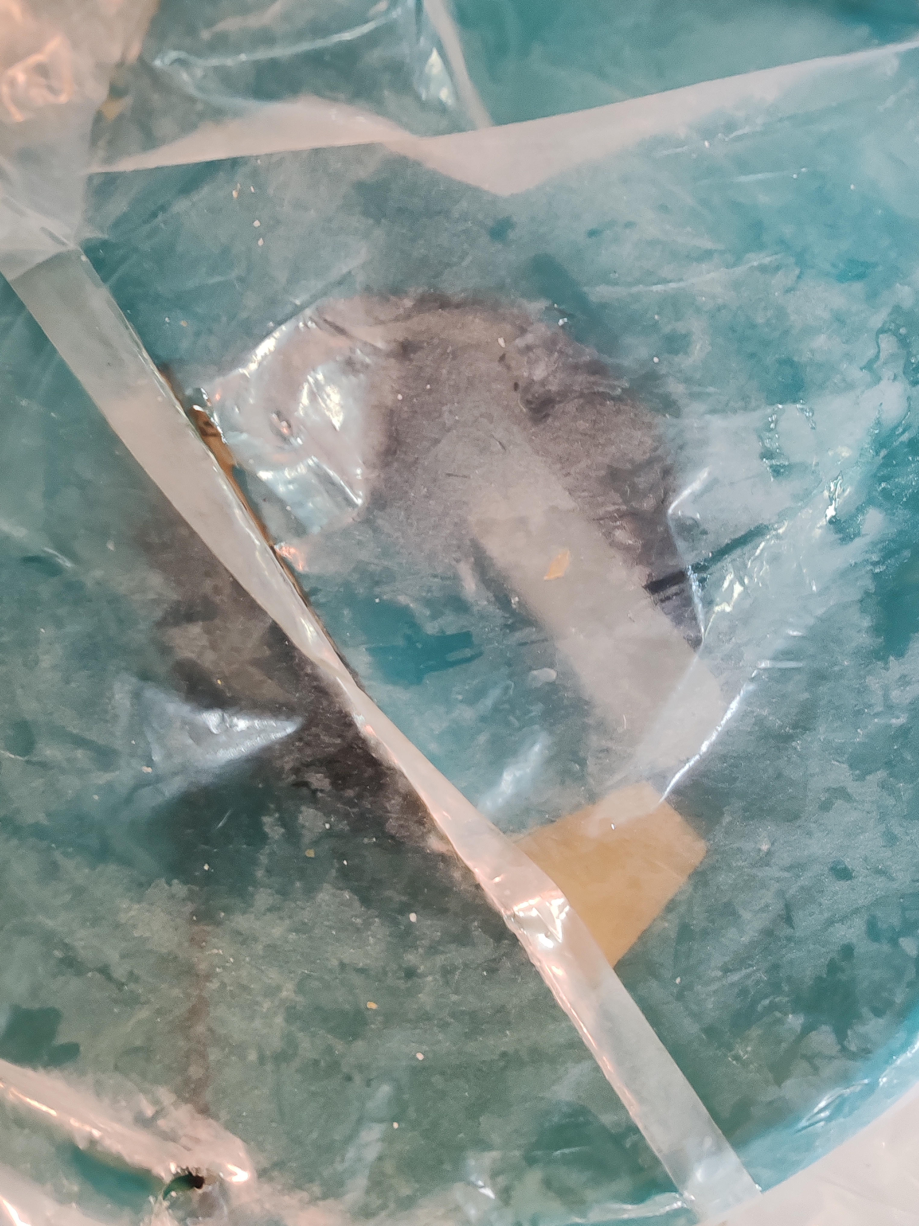 中农益嘉【涡轮刀盘】不锈钢家用碎菜机养殖多功能饲料搅拌机打菜机不卡机 【六刀款】304全包围+2500W纯铜+6片备用刀片 实拍图