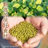 元气森林【好自在】 元气自在水 绿豆水  500mL*15瓶装整箱 植物饮料 实拍图