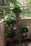 京东绿植绿萝盆栽除甲醛花卉绿植办公室新房净化空气180加仑4盆装源头直发 实拍图