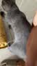 好主人猫粮 幼猫猫粮 室内天然粮 全价幼猫粮通用鸡肉味 2.5kg/5斤 实拍图
