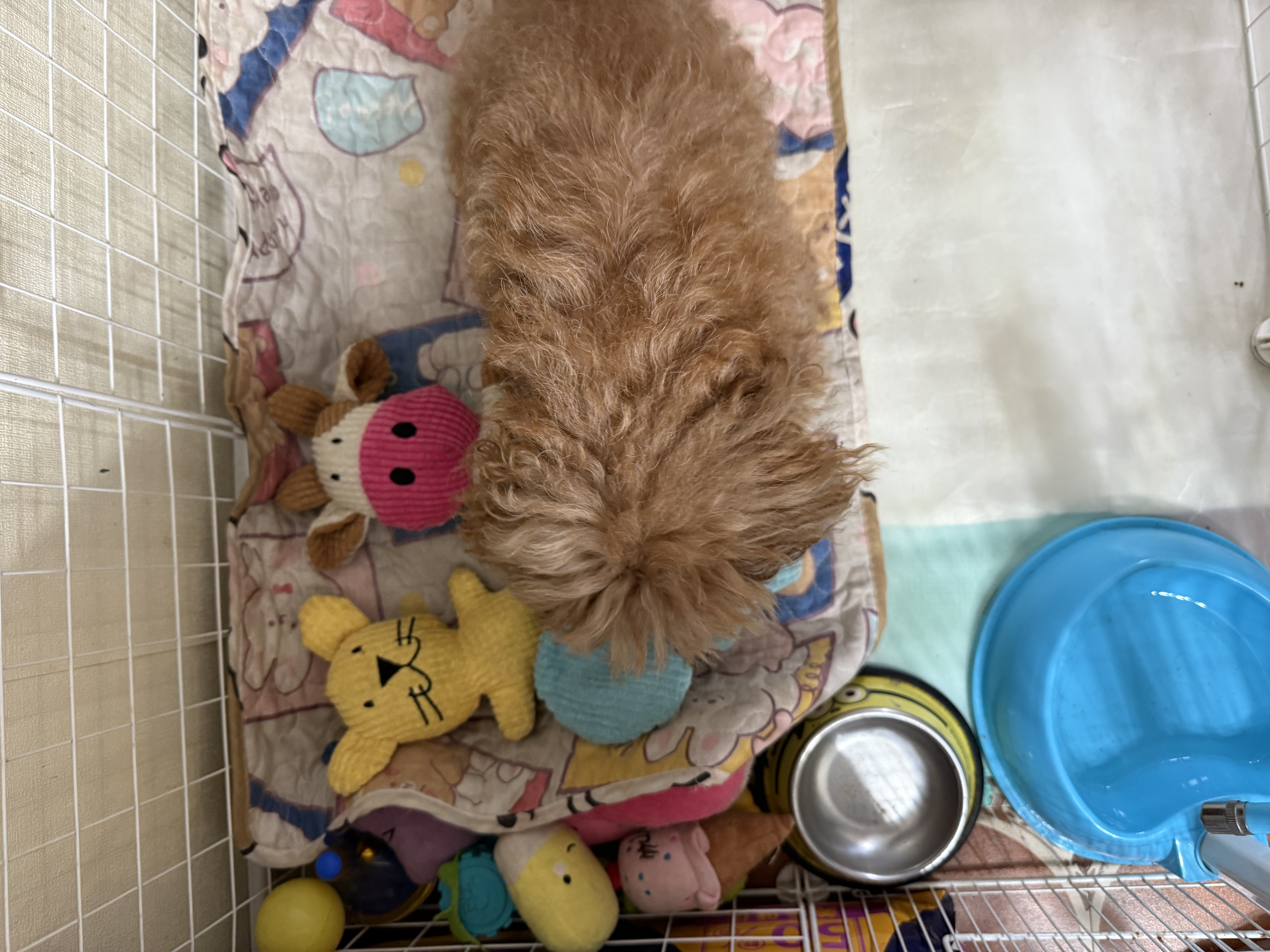 HELLOJOY狗狗玩具发声耐咬自嗨解闷神器磨牙消耗体力中小型犬幼犬宠物用品 实拍图
