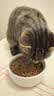 LEGENDSANDY蓝氏猫零食全价主食猫条成猫幼猫鲜肉猫湿粮罐头混合口味16g*36支 实拍图