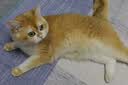 卫仕 五拼冻干全价全阶段猫粮 猫干粮 成猫幼猫高蛋白粮 山海盛宴 6kg 实拍图