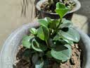【包开花】碧玉四季常青室内花卉绿植开花植物净化浓香型盆栽 重瓣碧玉【混色】特大盆【开花爆满】+肥料 实拍图